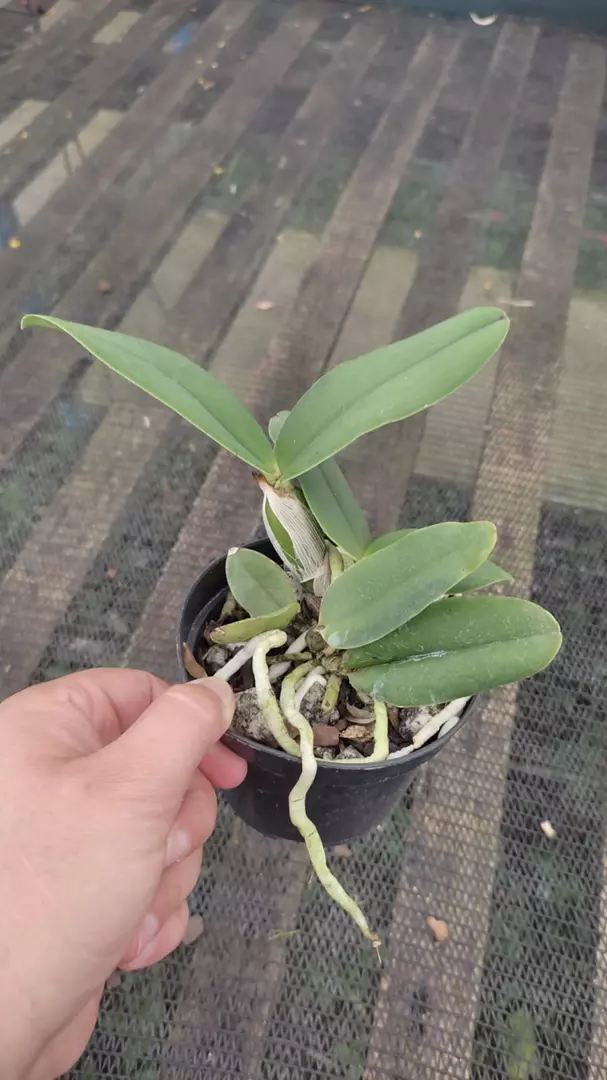 Imagem Segundaria do Produto